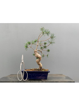 Bonsái Pinus Sylvestris - Pino Silvestre 20978/10