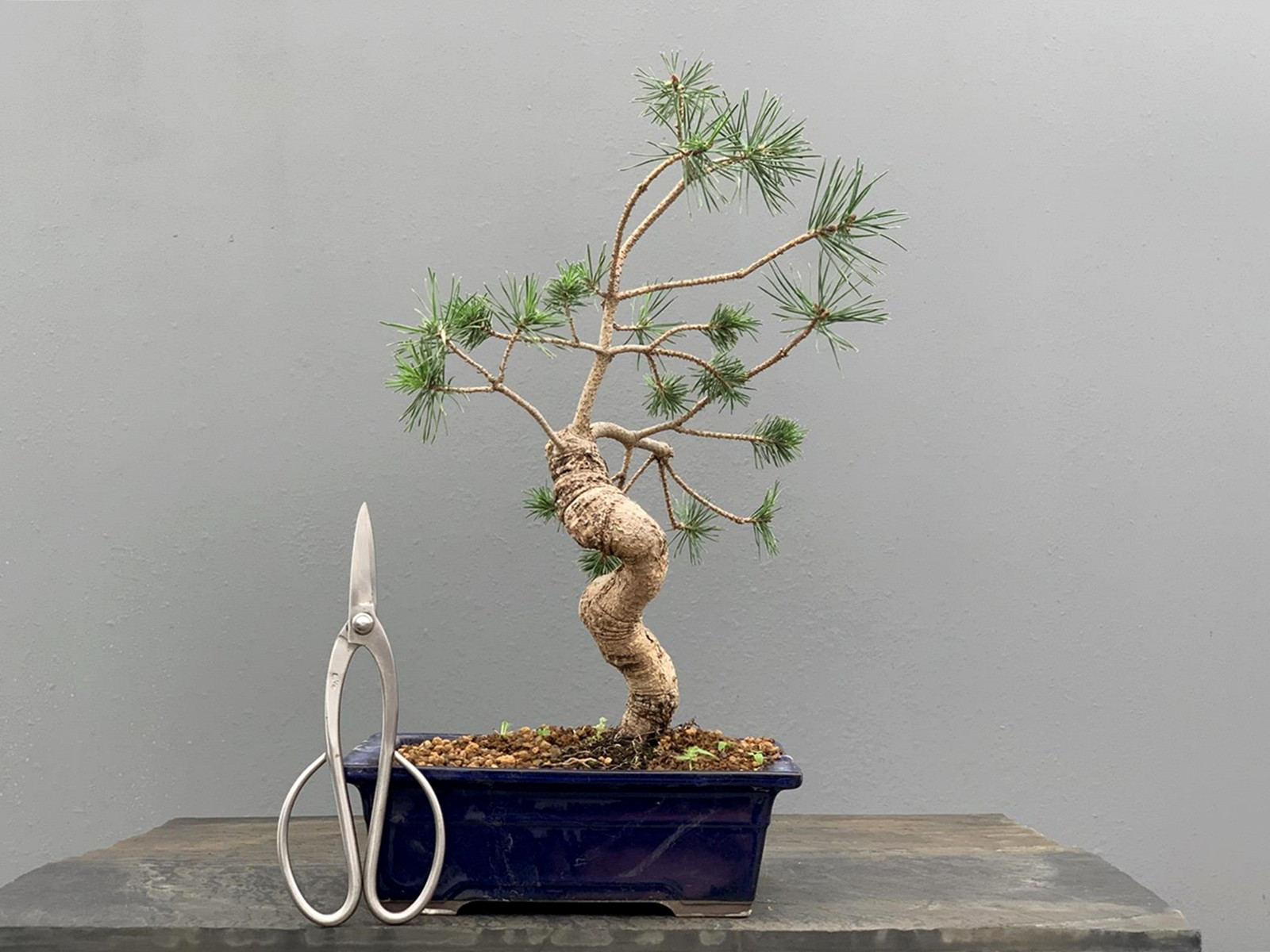 Bonsái Pinus Sylvestris - Pino Silvestre 20978/10