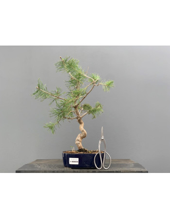 Prebonsái Pinus Sylvestris - Pino Silvestre 20977/44