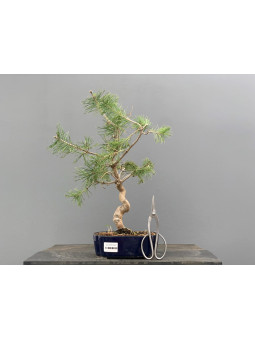 Prebonsái Pinus Sylvestris - Pino Silvestre 20977/44