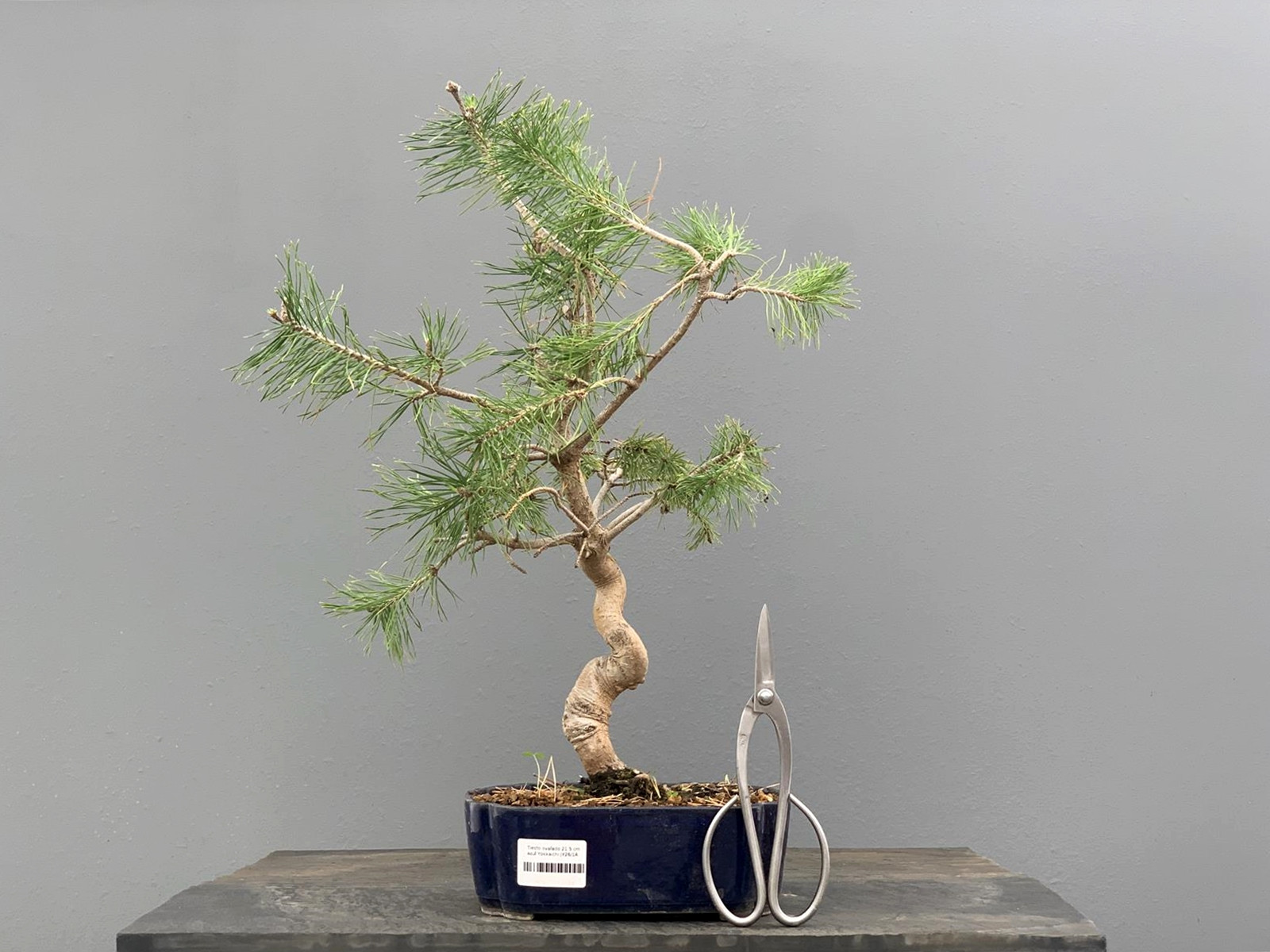 Prebonsái Pinus Sylvestris - Pino Silvestre 20977/44