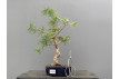 Prebonsái Pinus Sylvestris - Pino Silvestre 20977/44