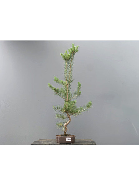 Prebonsái Pinus Sylvestris - Pino Silvestre 20977/39
