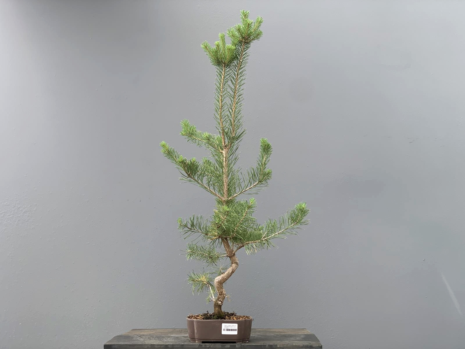 Prebonsái Pinus Sylvestris - Pino Silvestre 20977/39