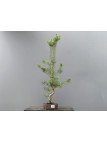 Prebonsái Pinus Sylvestris - Pino Silvestre 20977/39