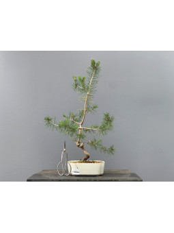 Prebonsái Pinus Sylvestris - Pino Silvestre 20977/5
