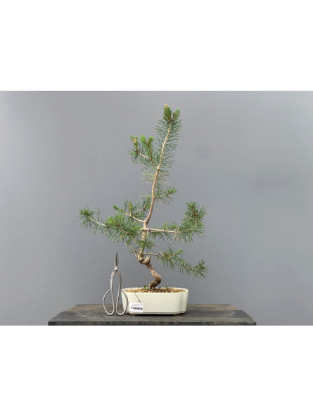 Prebonsái Pinus Sylvestris - Pino Silvestre 20977/5