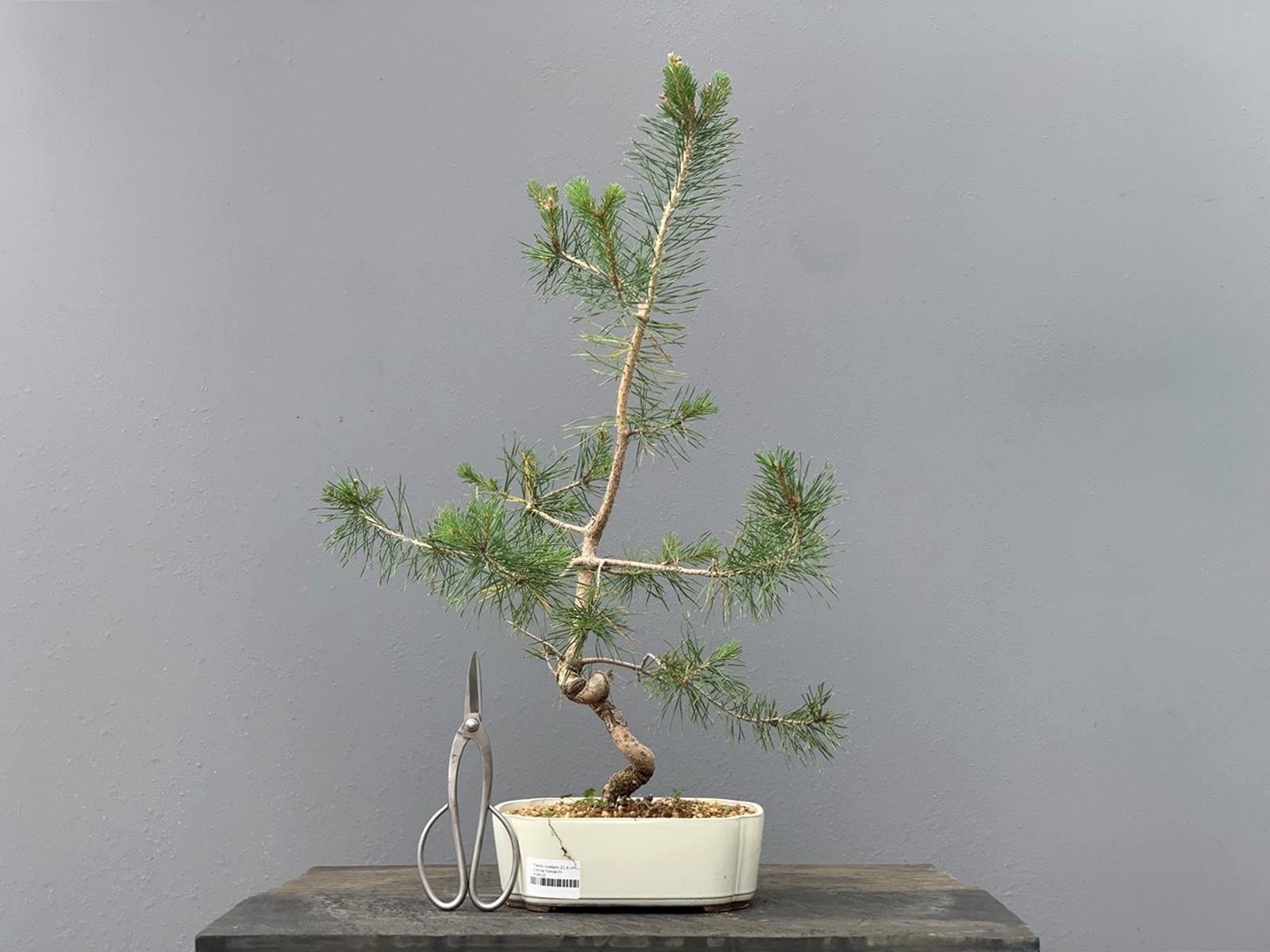 Prebonsái Pinus Sylvestris - Pino Silvestre 20977/5