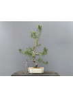 Prebonsái Pinus Sylvestris - Pino Silvestre 20977/5