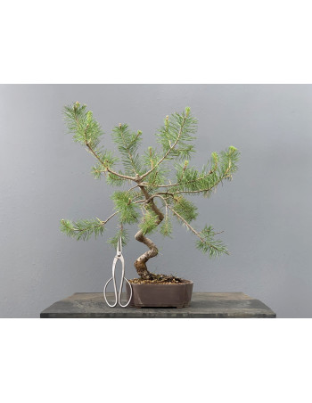 Prebonsái Pinus Sylvestris - Pino Silvestre 20977/6