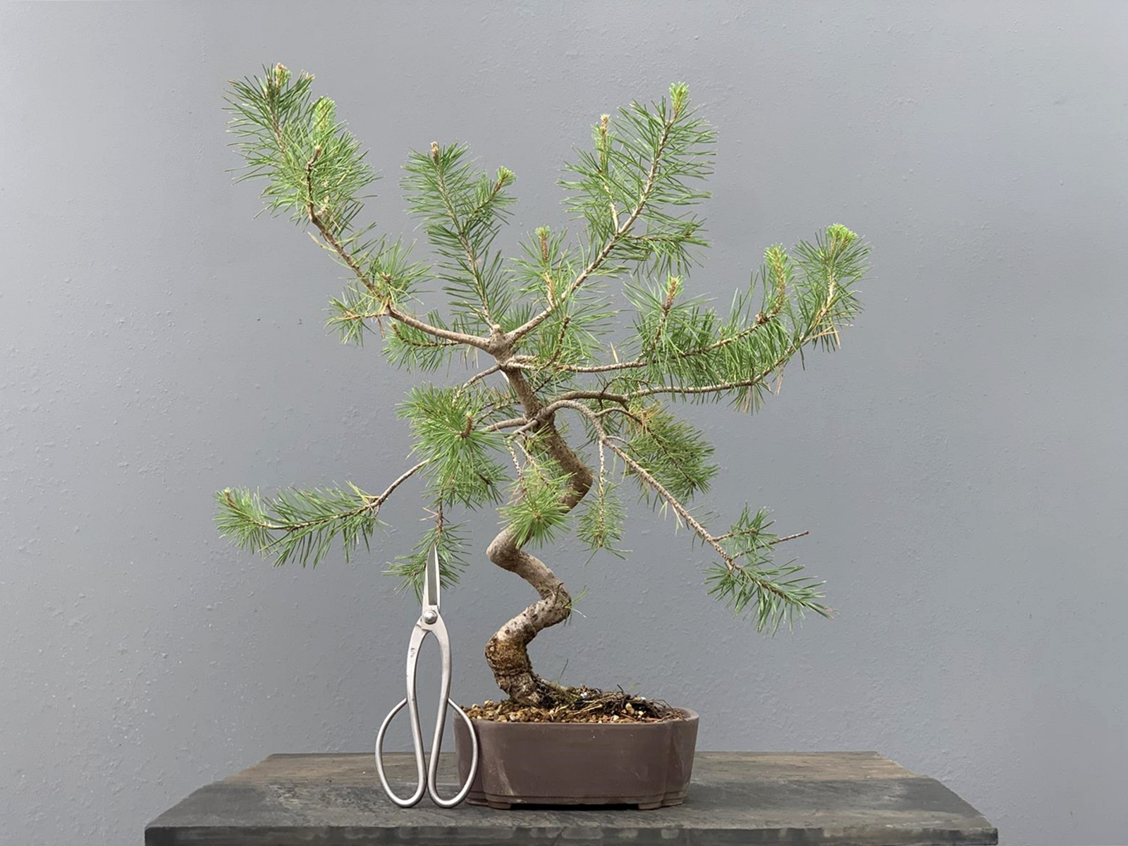 Prebonsái Pinus Sylvestris - Pino Silvestre 20977/6