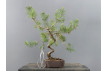 Prebonsái Pinus Sylvestris - Pino Silvestre 20977/6
