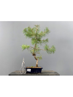 Prebonsái Pinus Sylvestris - Pino Silvestre 20977/4