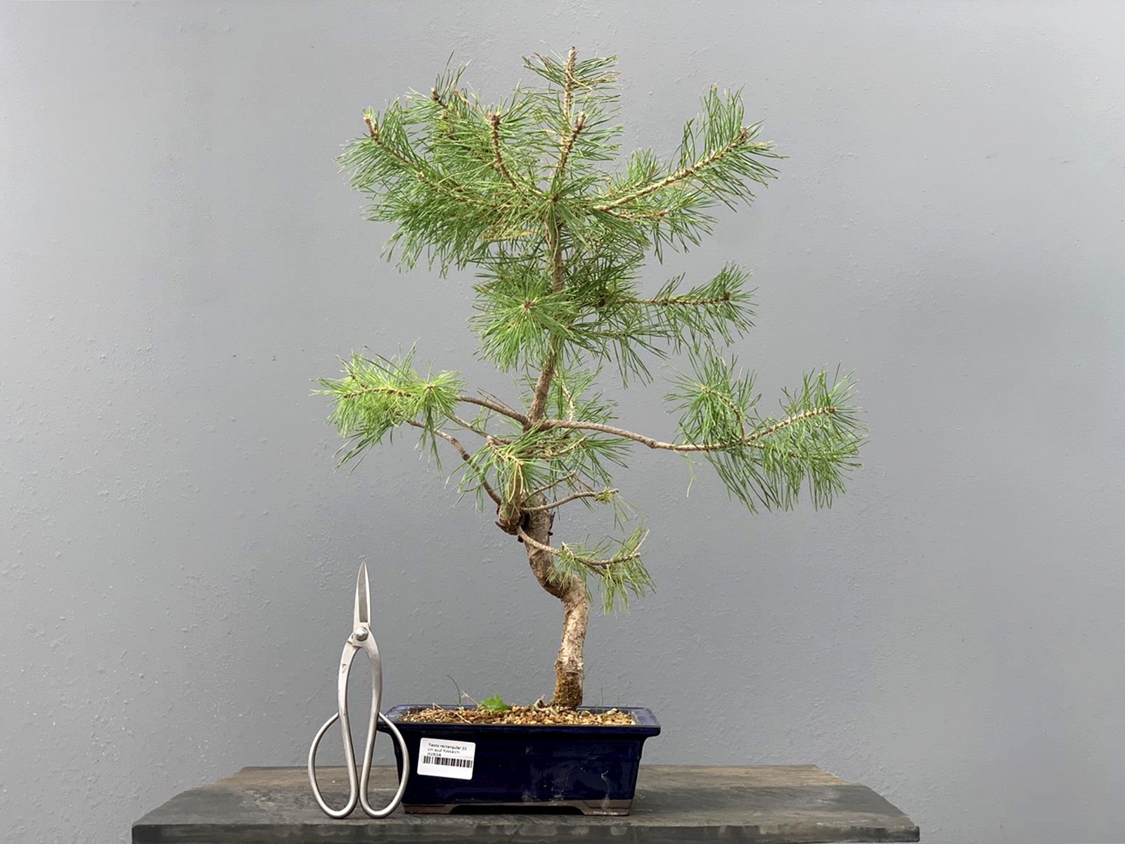 Prebonsái Pinus Sylvestris - Pino Silvestre 20977/4