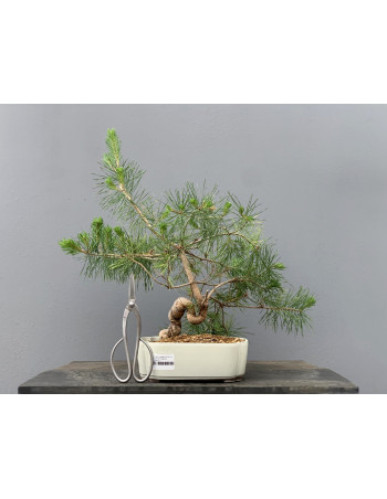 Prebonsái Pinus Sylvestris - Pino Silvestre 20977/22