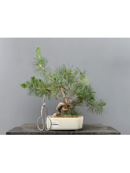 Prebonsái Pinus Sylvestris - Pino Silvestre 20977/22