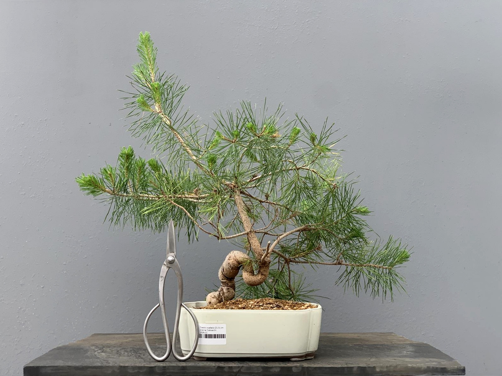 Prebonsái Pinus Sylvestris - Pino Silvestre 20977/22