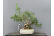 Prebonsái Pinus Sylvestris - Pino Silvestre 20977/22