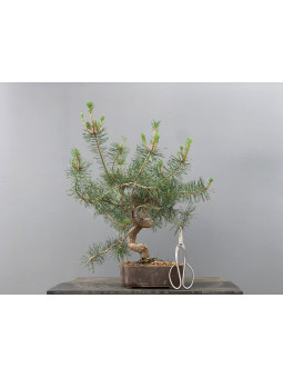 Prebonsái Pinus Sylvestris - Pino Silvestre 20977/42