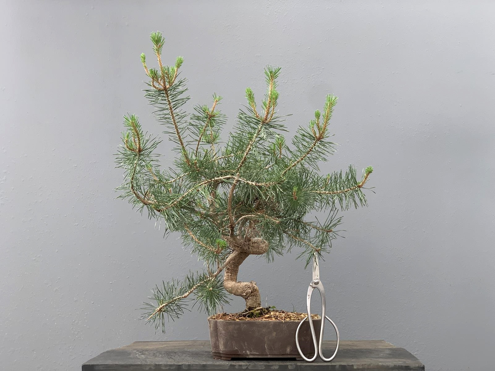 Prebonsái Pinus Sylvestris - Pino Silvestre 20977/42