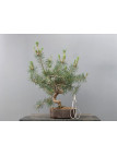 Prebonsái Pinus Sylvestris - Pino Silvestre 20977/42