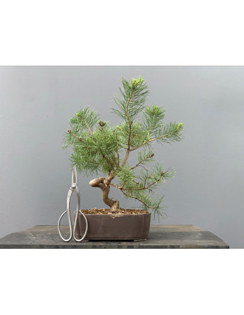 Prebonsái Pinus Sylvestris - Pino Silvestre 20977/11