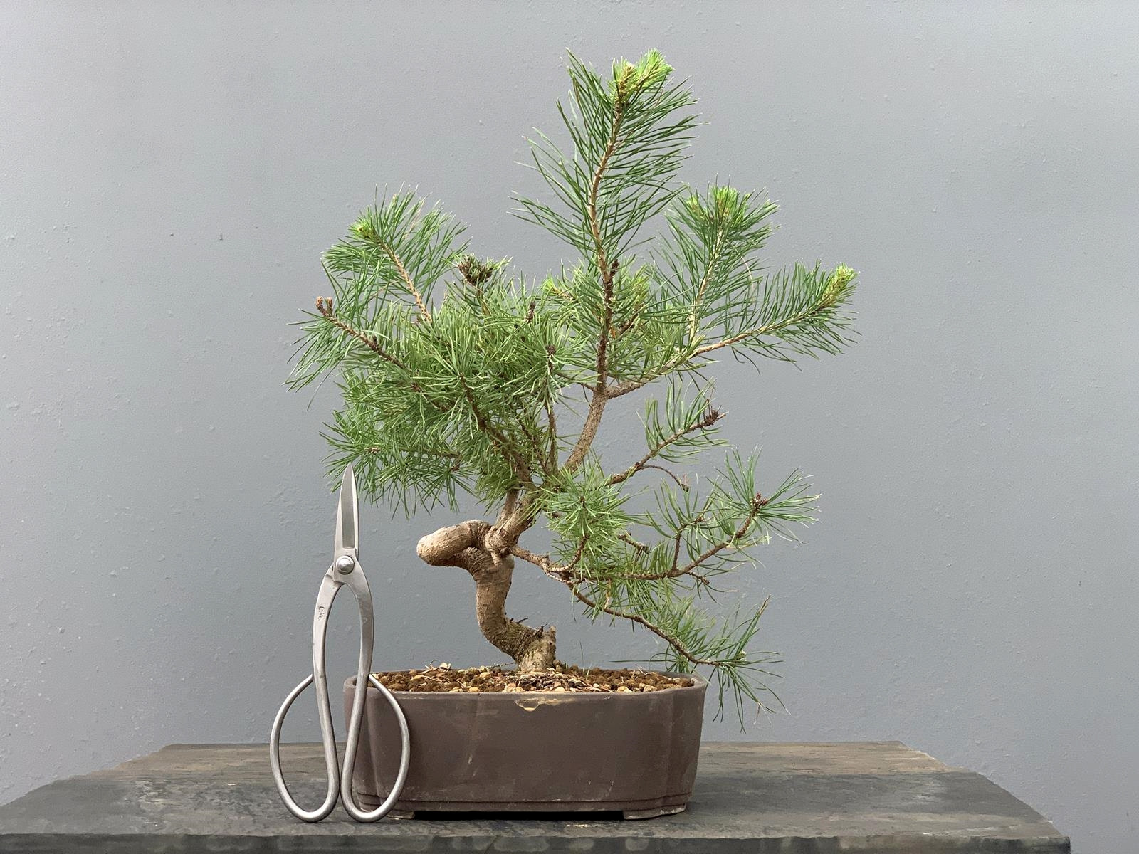 Prebonsái Pinus Sylvestris - Pino Silvestre 20977/11