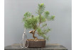 Prebonsái Pinus Sylvestris - Pino Silvestre 20977/11