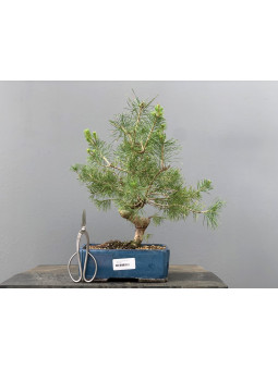 Prebonsái Pinus Sylvestris - Pino Silvestre 20977/7