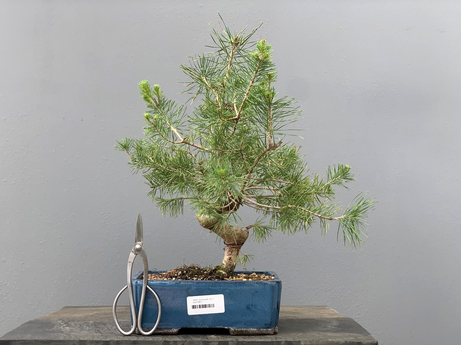 Prebonsái Pinus Sylvestris - Pino Silvestre 20977/7