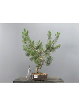 Prebonsái Pinus Sylvestris - Pino Silvestre 20977/41