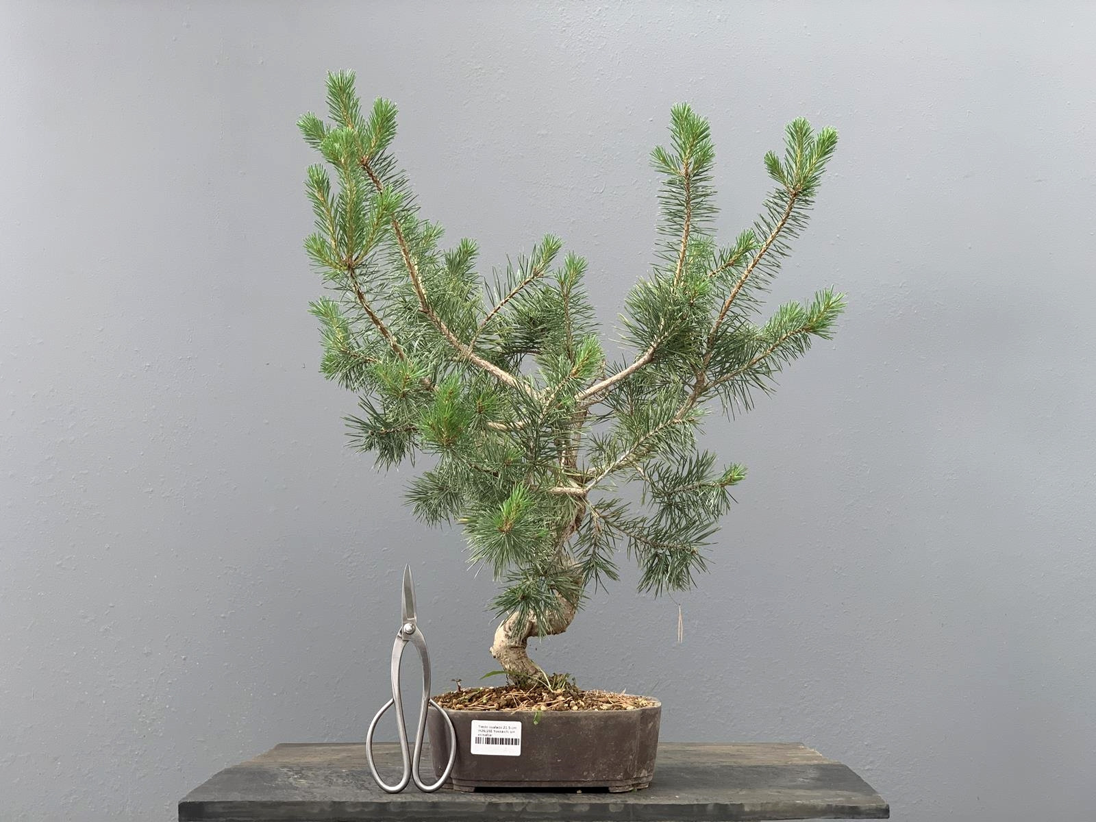 Prebonsái Pinus Sylvestris - Pino Silvestre 20977/41
