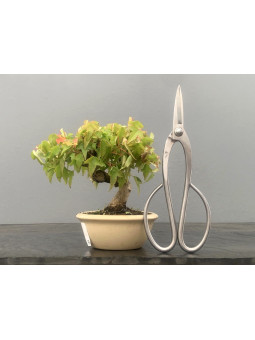 Bonsái Acer Buergerianum ? Arce Japonés 21085/1