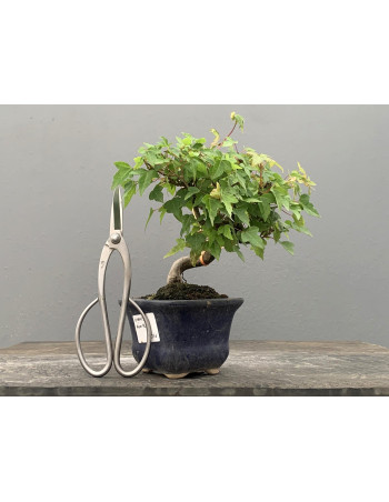 Bonsái Acer Buergerianum ? Arce Japonés 21084/3