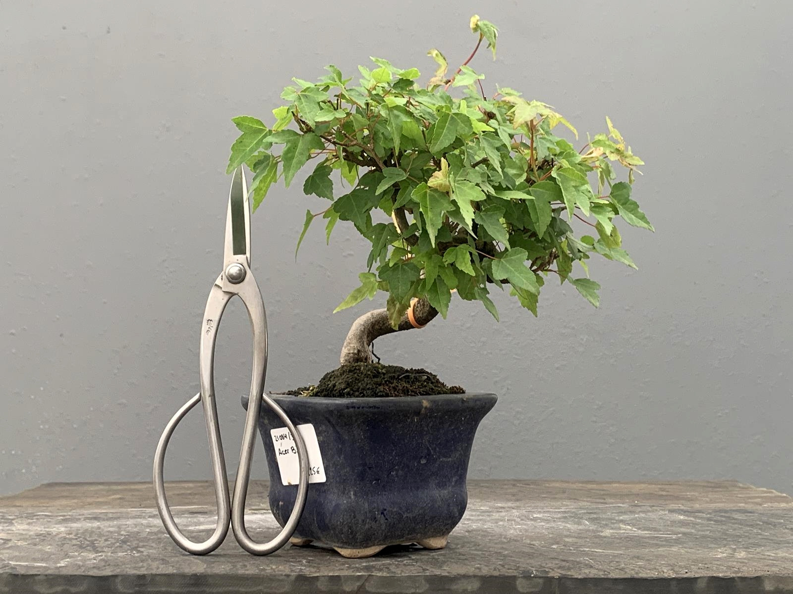 Bonsái Acer Buergerianum ? Arce Japonés 21084/3