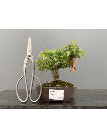 Bonsái Acer Buergerianum ? Arce Japonés 21084/1