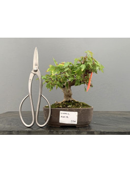 Bonsái Acer Buergerianum ? Arce Japonés 21084/1