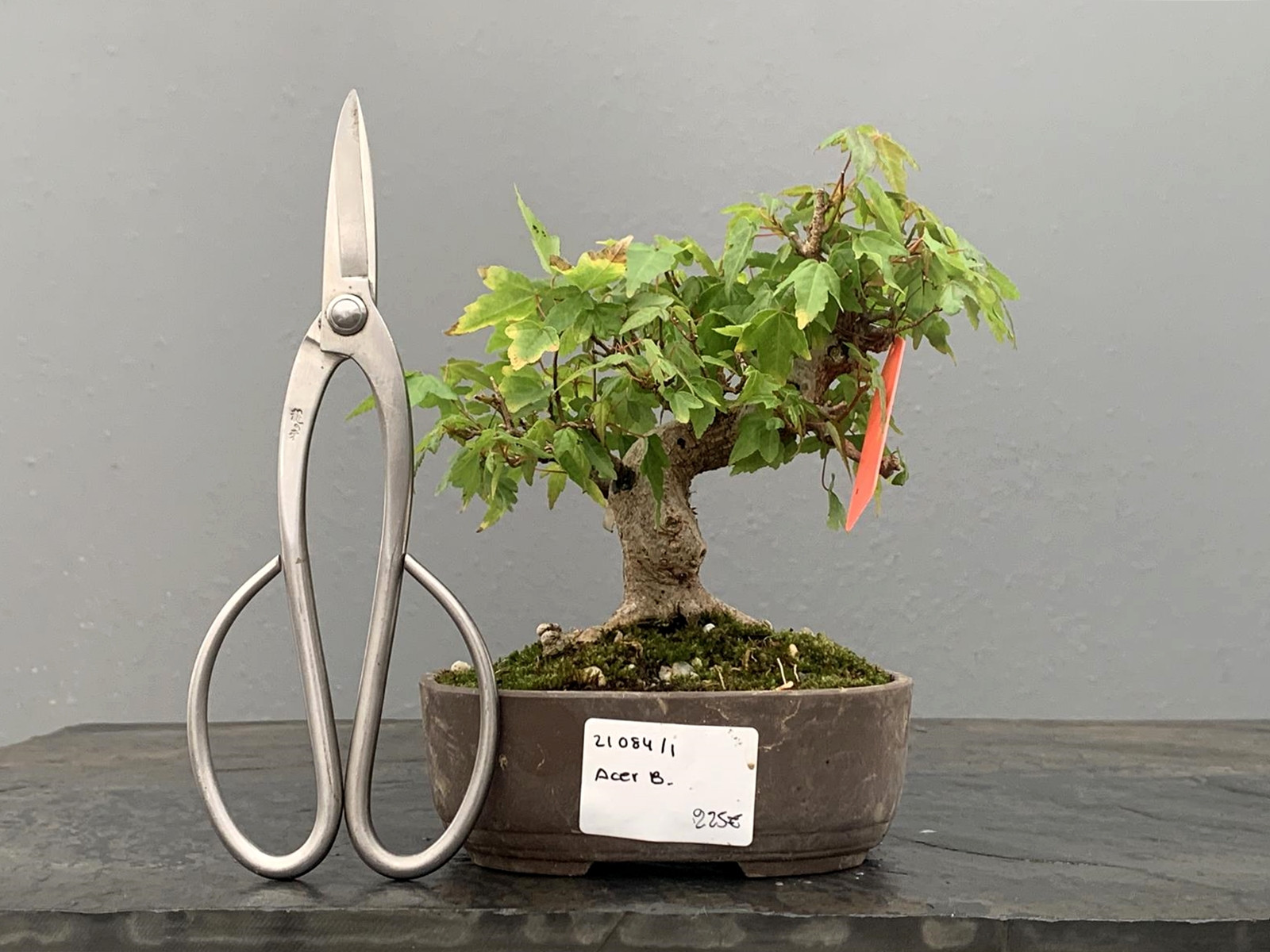 Bonsái Acer Buergerianum ? Arce Japonés 21084/1