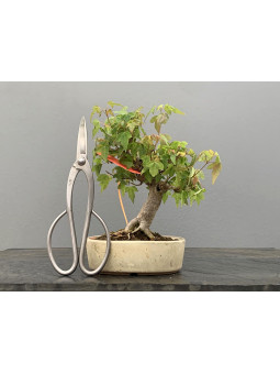 Bonsái Acer Buergerianum ? Arce Japonés 21084/6