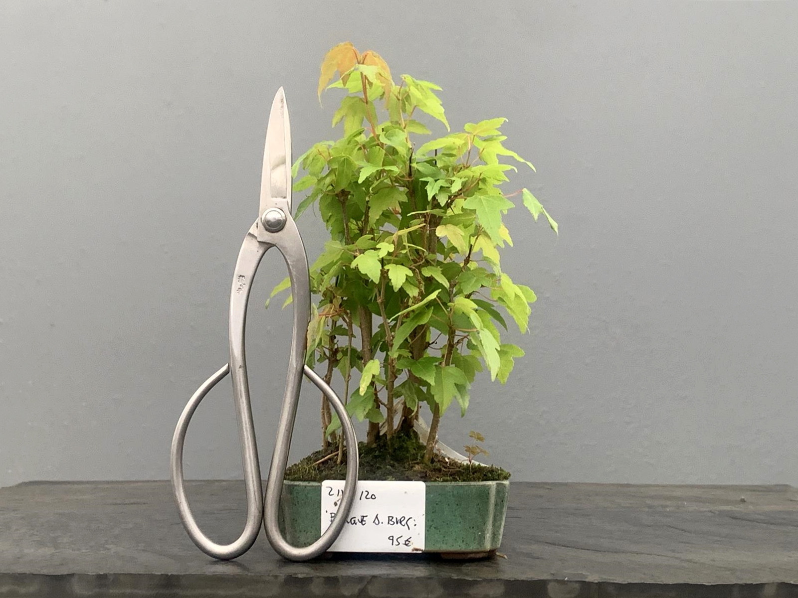 Bonsái Bosque Acer Buergerianum ? Arce Japonés 21118/20