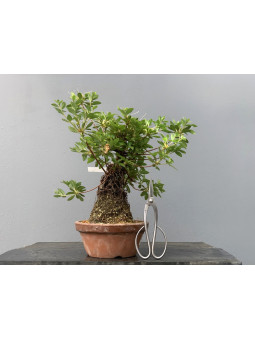 Bonsái Rhododendron Indicum ? Azalea 21125/6