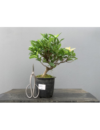 Bonsái Gardenia Jasminoides 21092/2