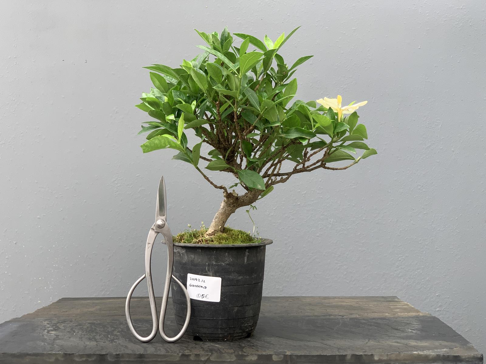 Bonsái Gardenia Jasminoides 21092/2