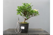 Bonsái Gardenia Jasminoides 21092/2