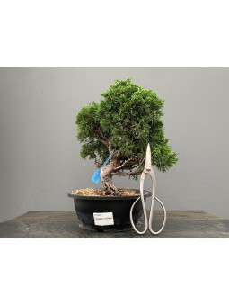 Bonsai Juniperus Chinensis Itoigawa 21167/1