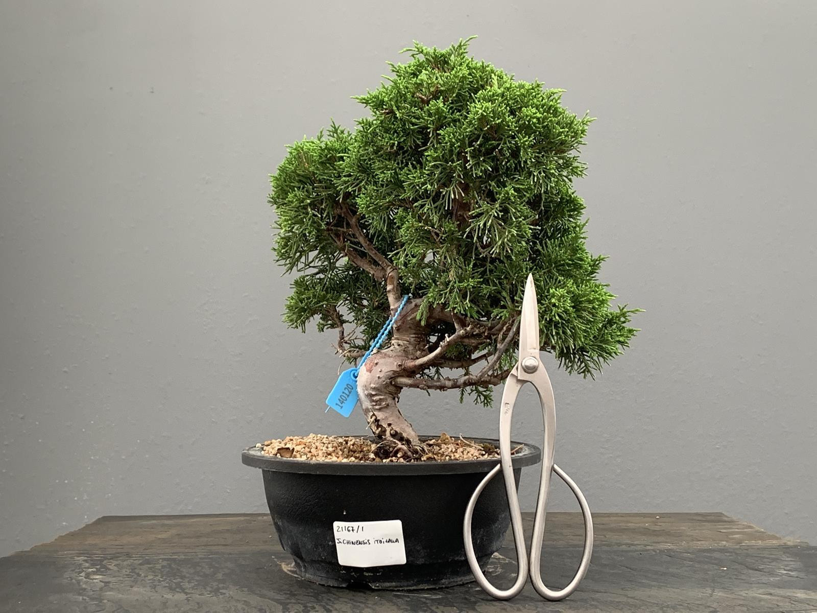 Bonsai Juniperus Chinensis Itoigawa 21167/1