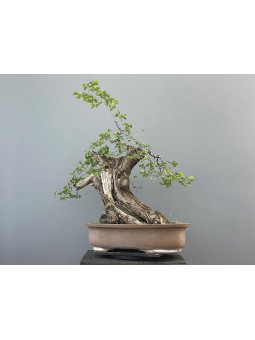 Bonsái Ulmus Minor ? Olmo 21006