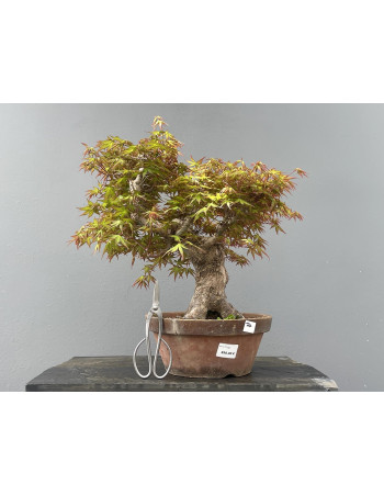 Bonsái Bosque Acer Palmatum ? Arce Japonés JP70/2