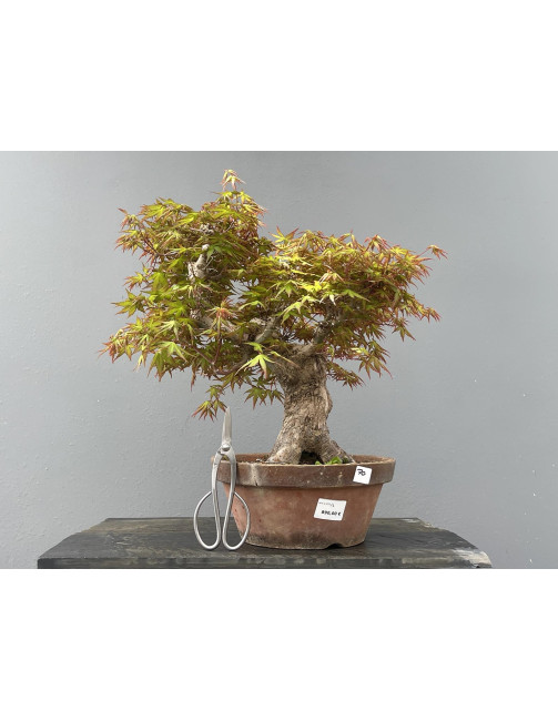Bonsái Bosque Acer Palmatum ? Arce Japonés JP70/2