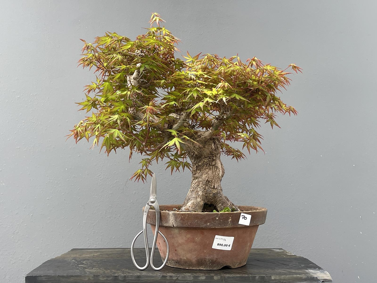 Bonsái Bosque Acer Palmatum ? Arce Japonés JP70/2